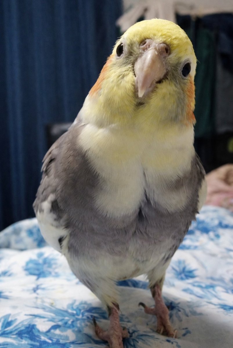 コハ tweet media