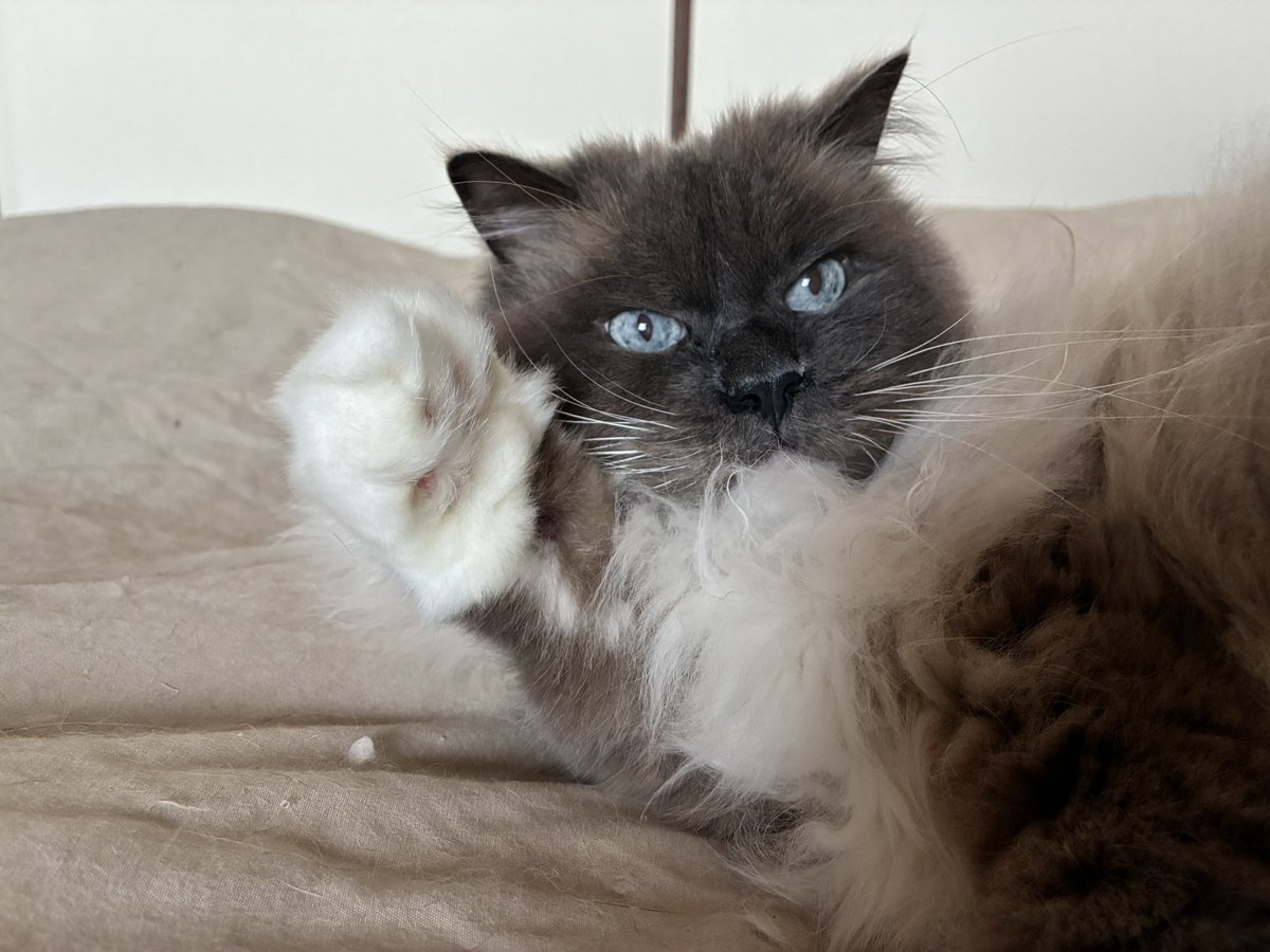 ねこのつきみ tweet media