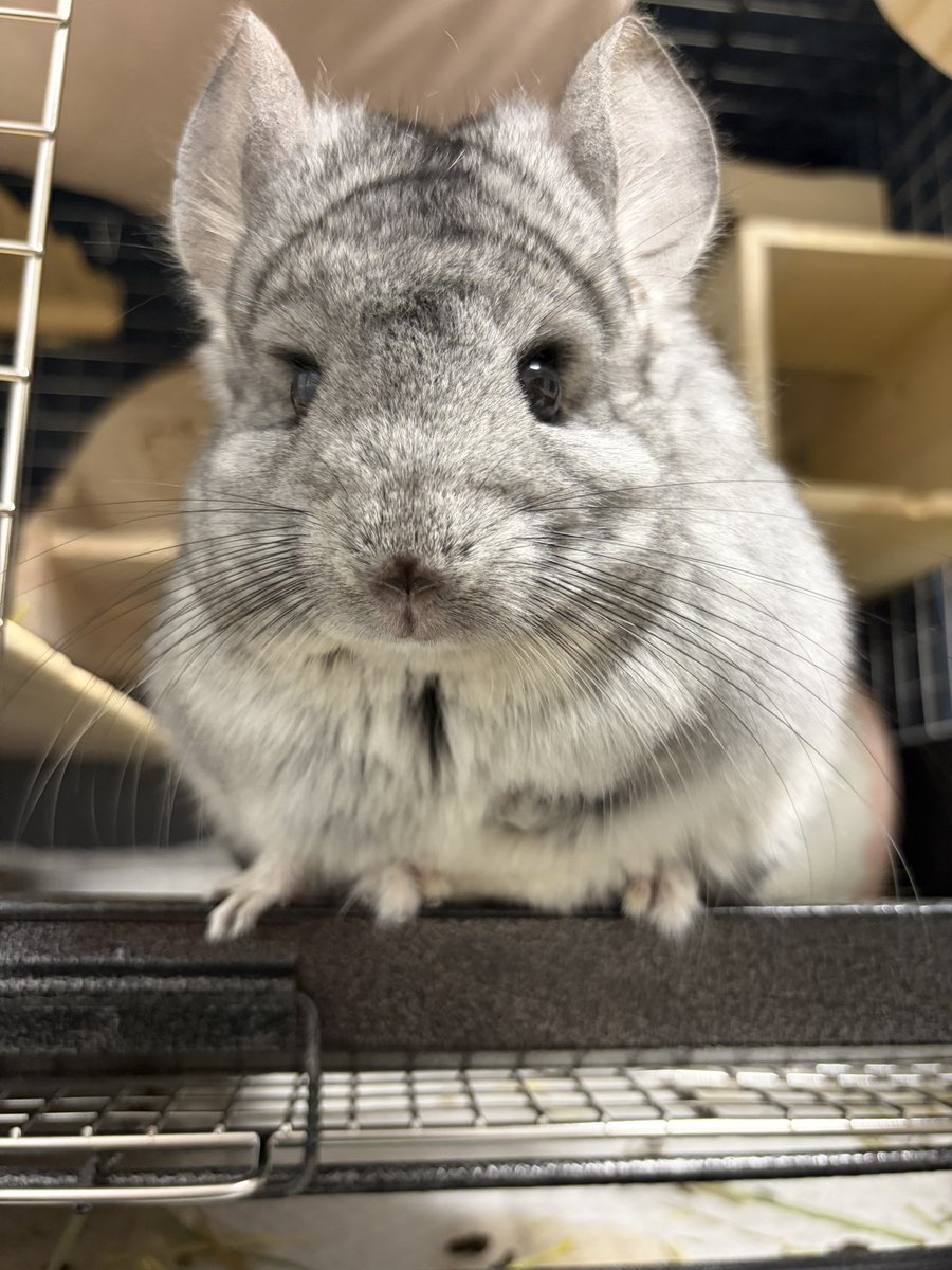 めいとオペラ tweet media