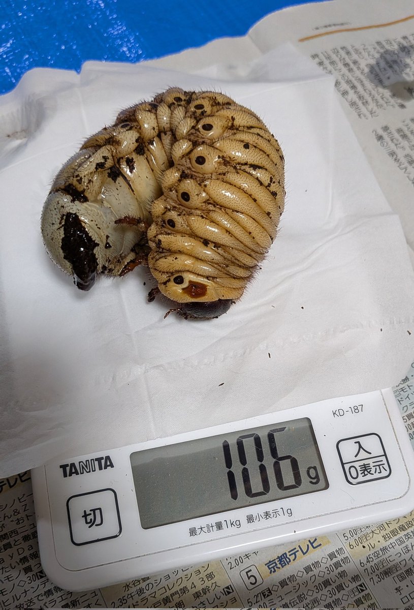 たぬ tweet media