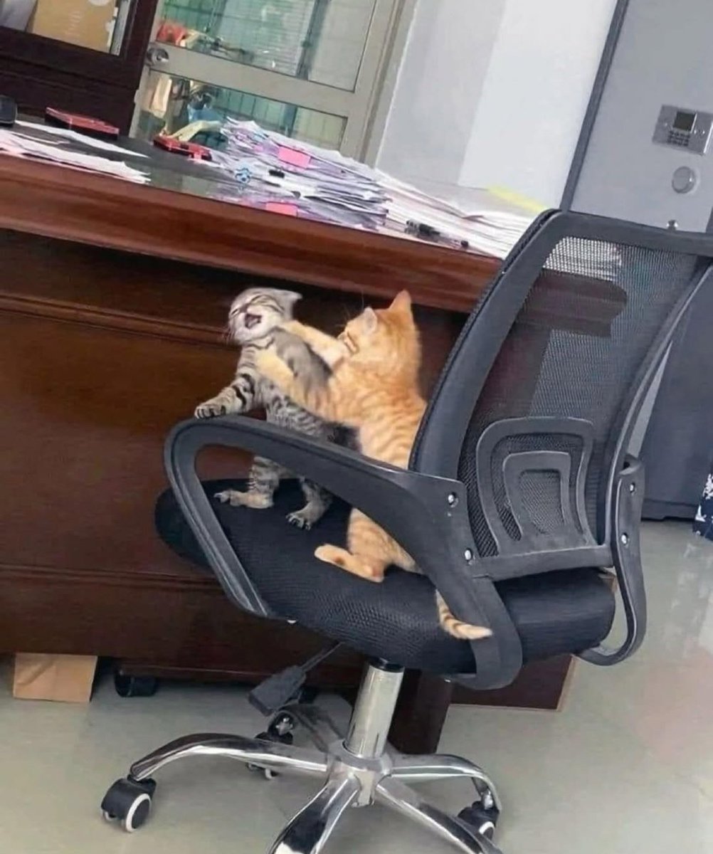Daily Cat Posts tweet media
