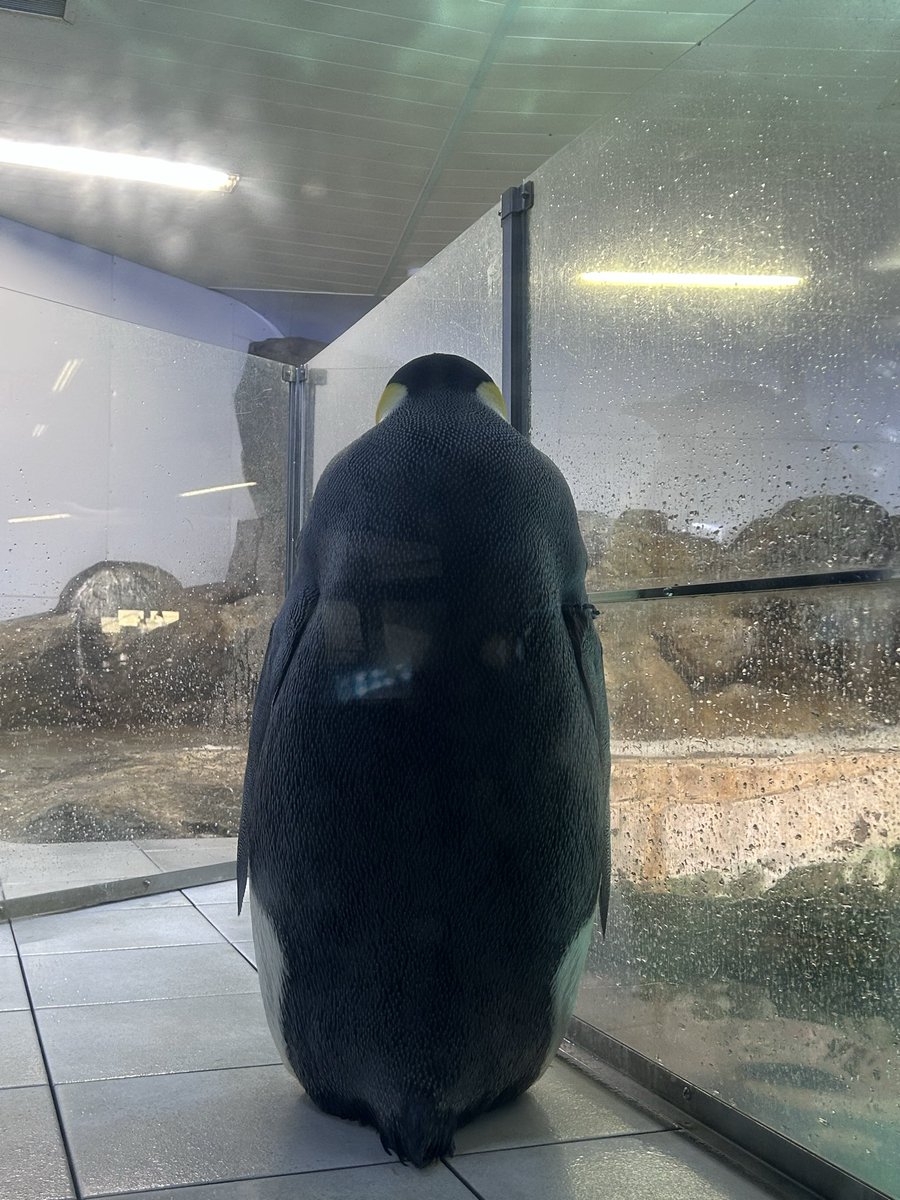 にくのららちょこ tweet media