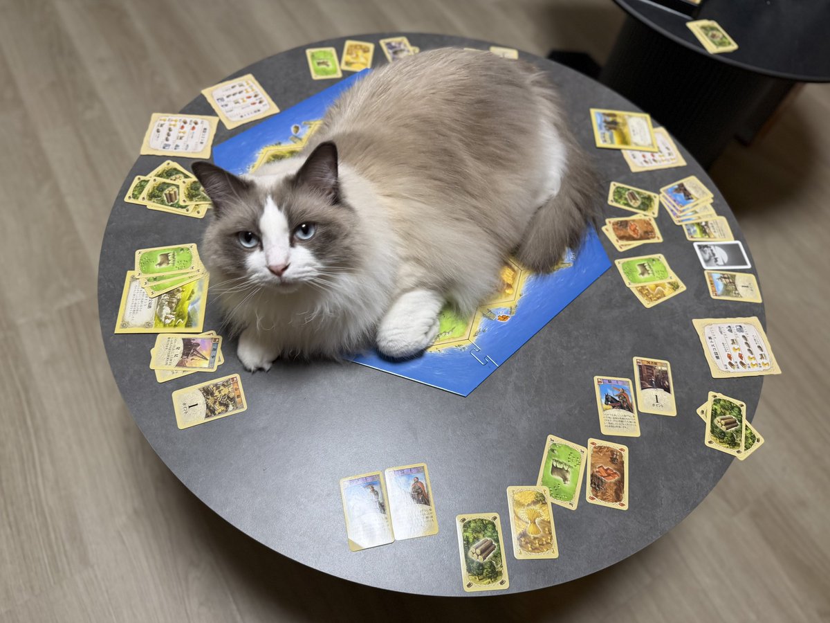 しゃるどねこ tweet media