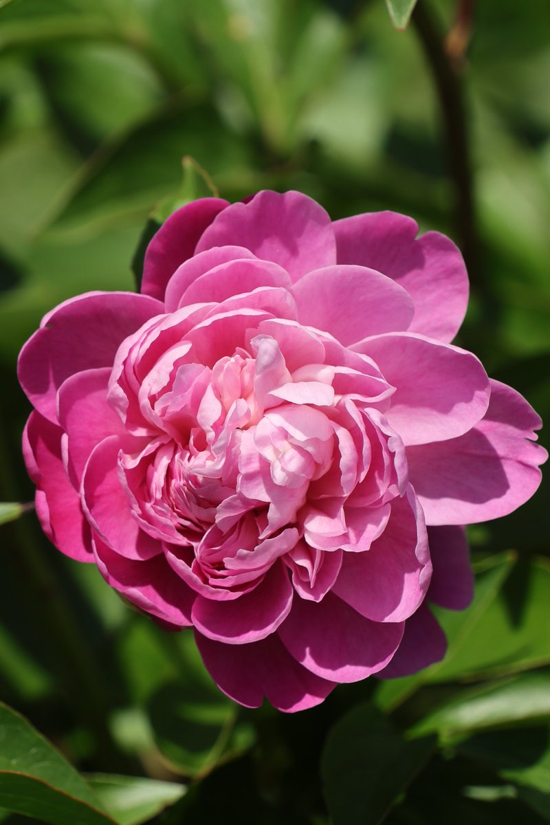 gontanokoneroku's tweet image. Chinese Peony 😘

#Photography #Flowers #ChinesePeony
