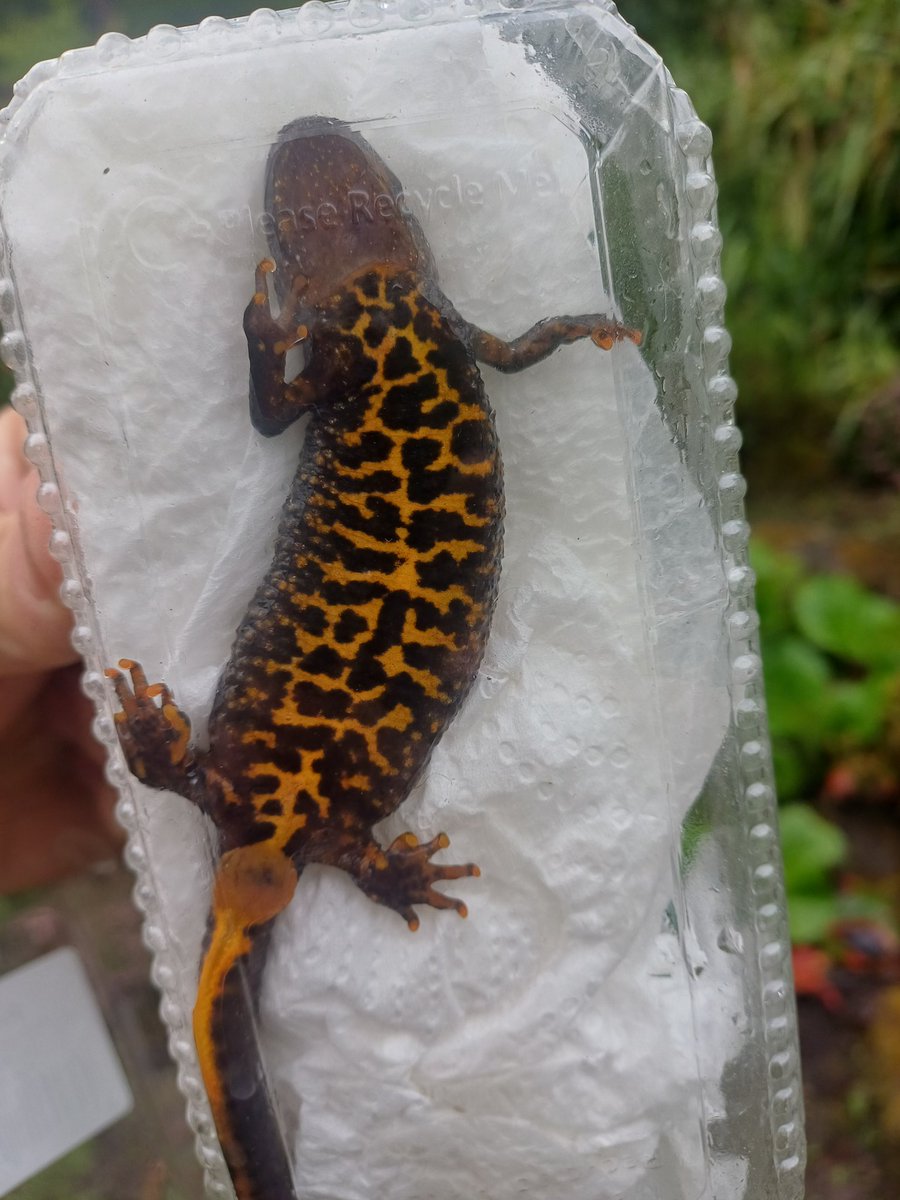 WirralARG's tweet photo. Our 6th year monitoring the amphibians of Royden Park, working to secure the dwindling Great Crested Newt population, and identifying  Common Toad are doing even worse. https://t.co/ZBFt6sHN6O