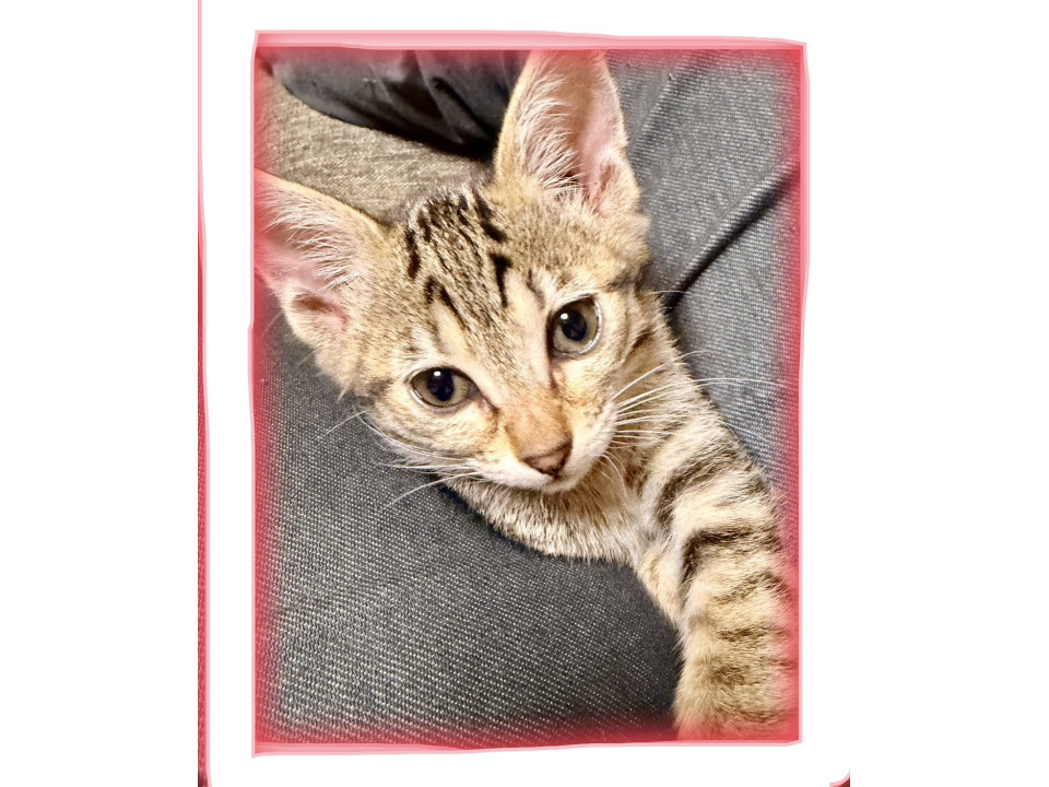 chubu_foster's tweet photo. ヤンチャなキジトラちゃん
岐阜県 ♀ 生後1ヶ月 のネコちゃんです。
 #猫の里親募集 #岐阜県
詳細：https://t.co/3KGFaYeGC7
写真： https://t.co/XoPdBCHPSs