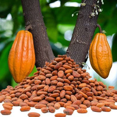 johnnyobello's tweet photo. *Fine Diamond – Organic Rainforest Alliance Cocoa Beans | DRC &amp; West Africa .Direct representative of cocoa farmer cooperatives in DRC and West Africa  organic Rainforest Alliance cocoa 

1finediamondltd@gmail.com https://t.co/SHk8LF5Xw7
