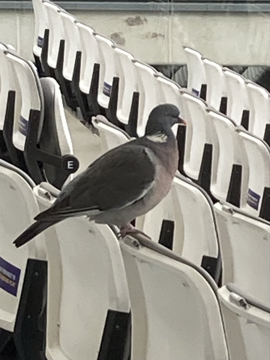 GrahamWarrener's tweet photo. The crowd are going wild at Lord’s this morning! https://t.co/h9g5ogIgZ9