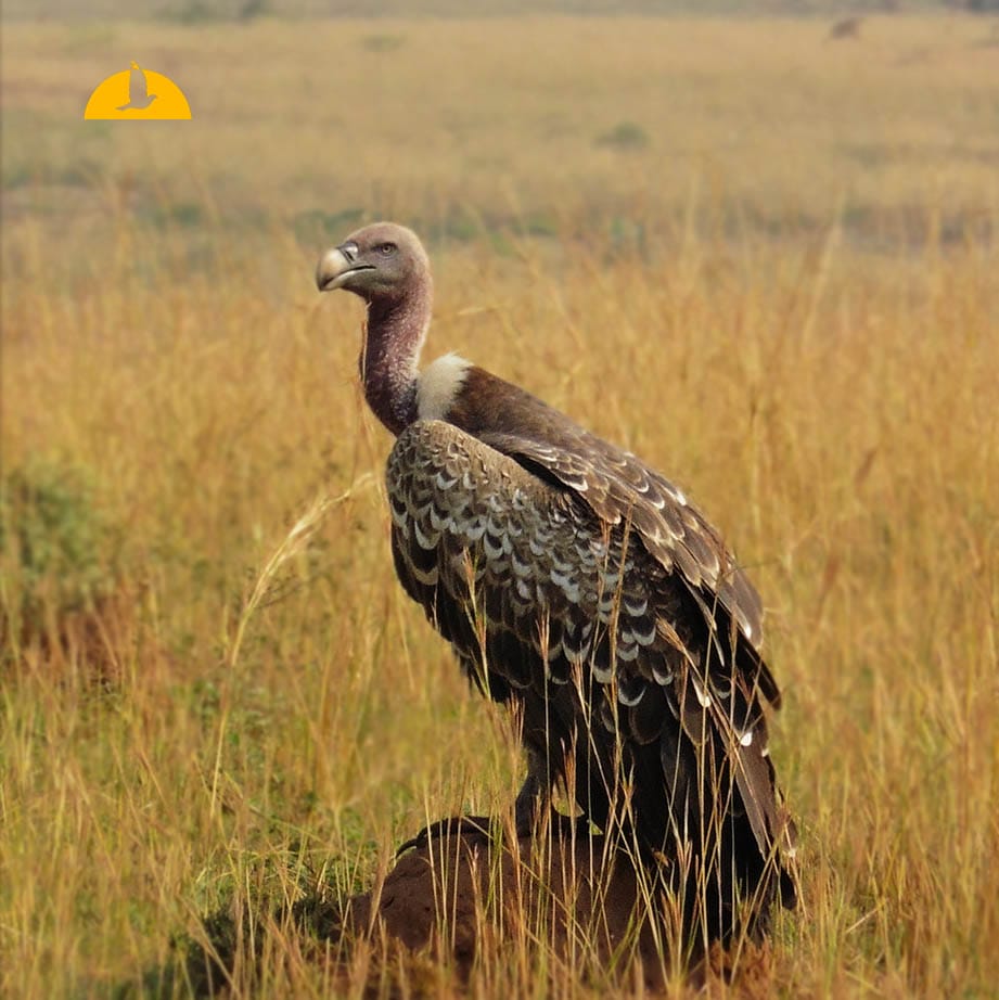elhaneman's tweet image. Adapt. Survive. 🌿

elhaneman.com
#wildlife #safari #uganda #africa #nature #animals #survival #travel #explore #instinct #adventure #conservation