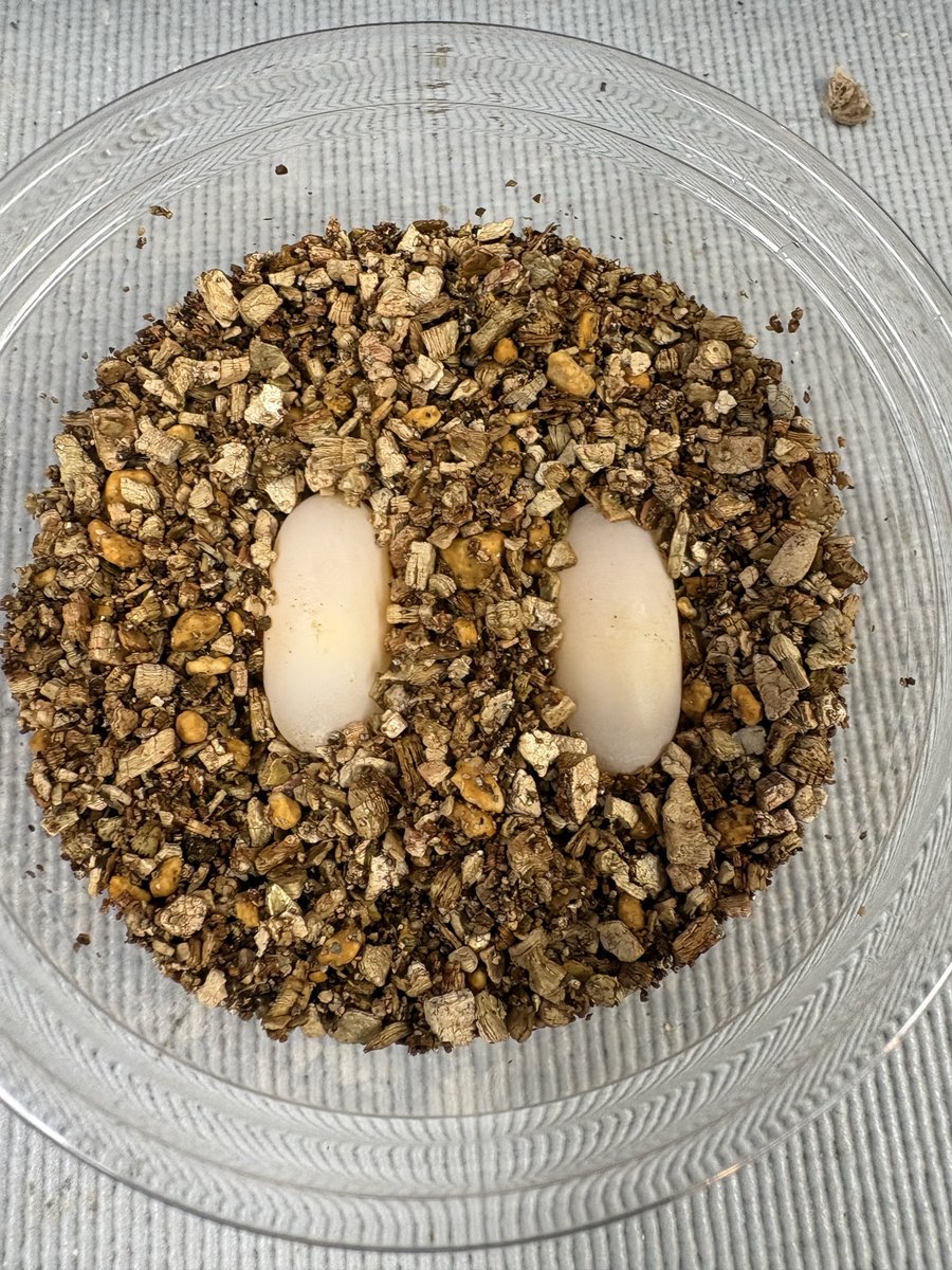 カブトニオイガメ初産で卵二つ産みました🥚おそらく無精卵🤔
念のため様子を見ておく👀
#カブトニオイガメ