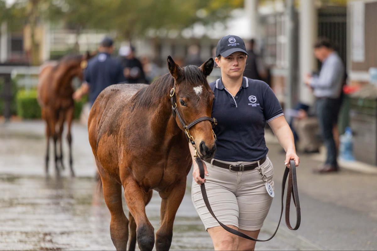 Mullaglass Stud tweet media