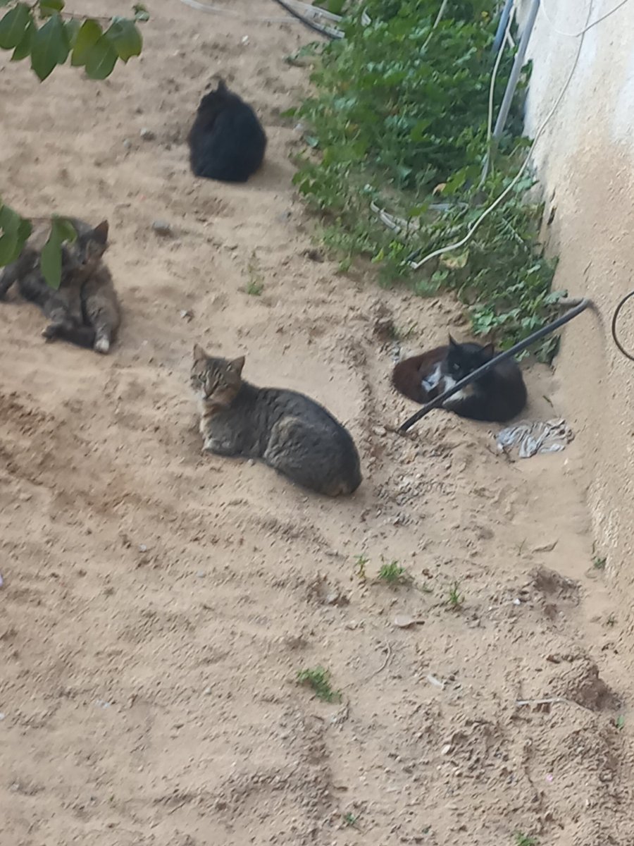 help cats tweet media