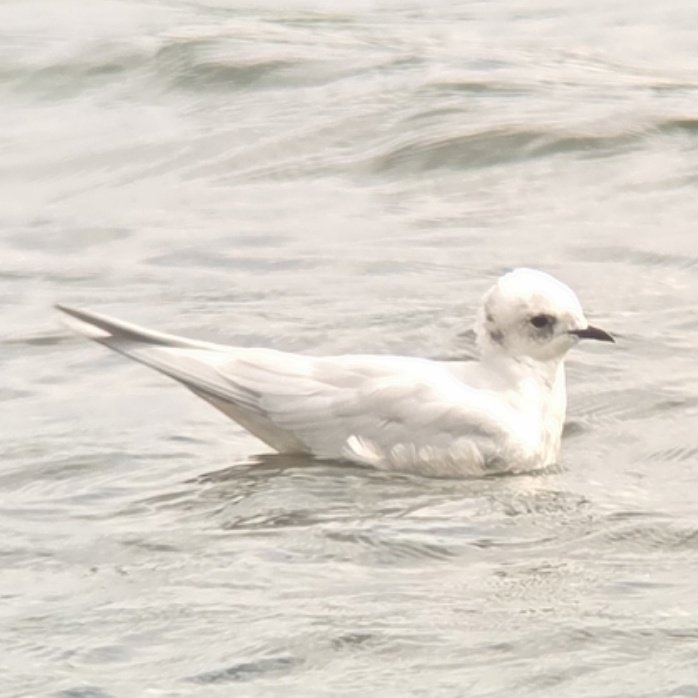EDBirding's tweet photo. Yesterday's Ross's Gull (and nearby Nightingale) concluded a great week which also included Stejneger's &amp; White-winged Scoters in Fife and the Tawny Pipit at Landguard - but the undoubted highlight was my first Sandwich Tern at the Brick Pits last night! https://t.co/hpiAsgCGa4