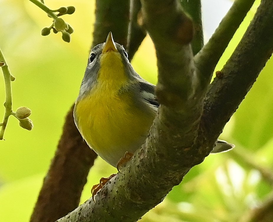 TerryWells7's tweet photo. Northern Parula and Arrowhead Warbler, Jamaica  2026. Despite seeing quite a few, I struggled using the heavy Nikon 200-500 lens given unpredictable feeding movement and changing light. https://t.co/QGAxJF2LOq