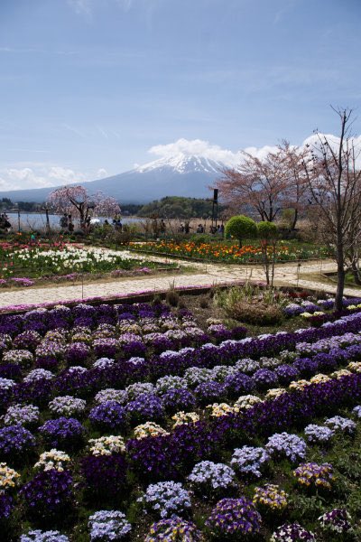 fotografera21's tweet image. 富士山と花💐
河口湖

#河口湖 #チューリップ #ネモフィラ  
#風景写真 #風景写真好きな人と繋がりたい #風景写真が好き #landscape #landscape #photography #photograph #富士山 #mtfuji  #カメラ好きな人と繫がりたい #写真好きな人と繫がりたい #写真撮っている人と繋がりたい 
 
🌵