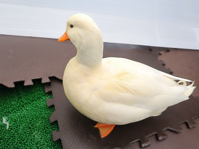 のれとニーべ隊長 tweet media