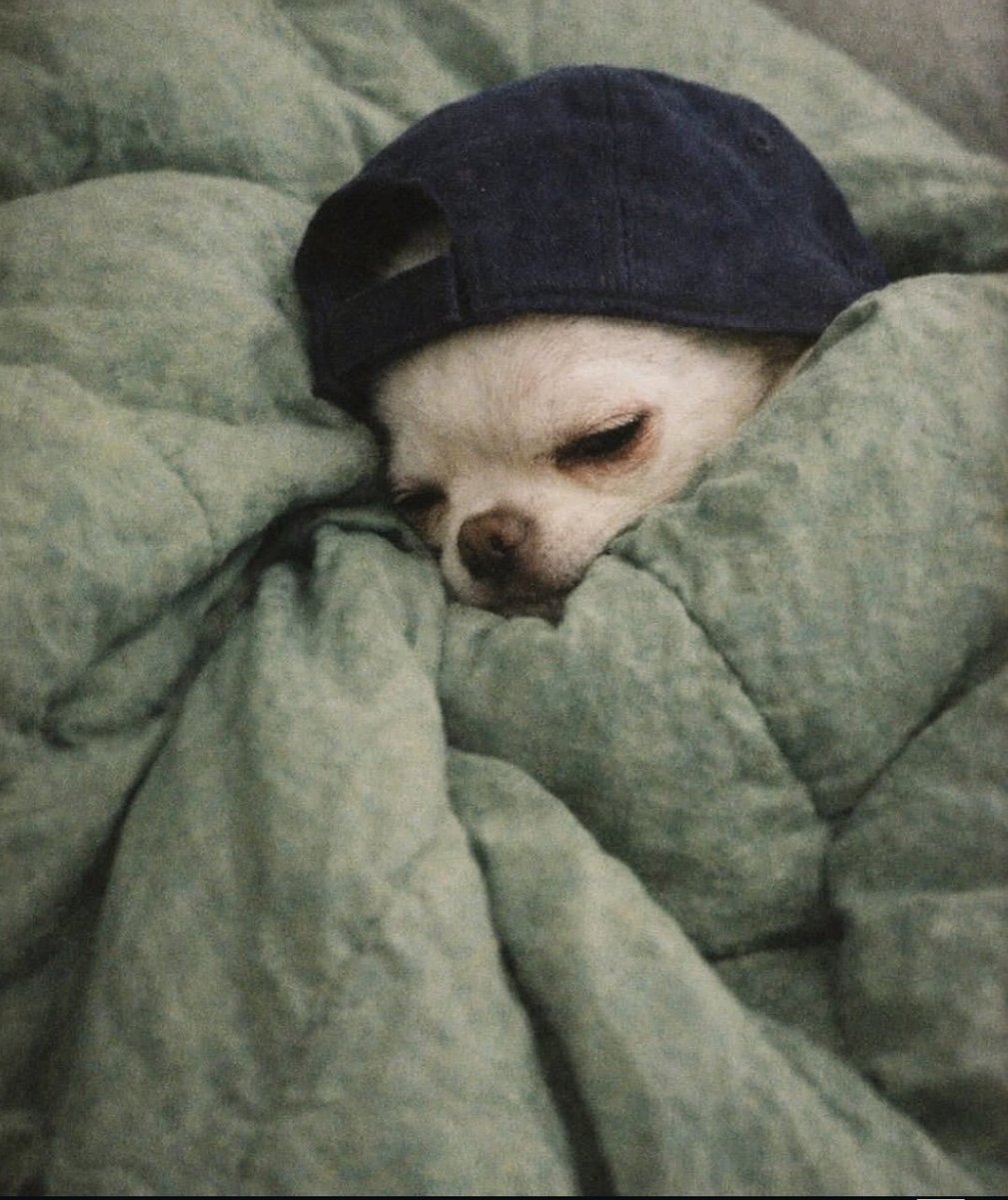 Chihuahua tweet media