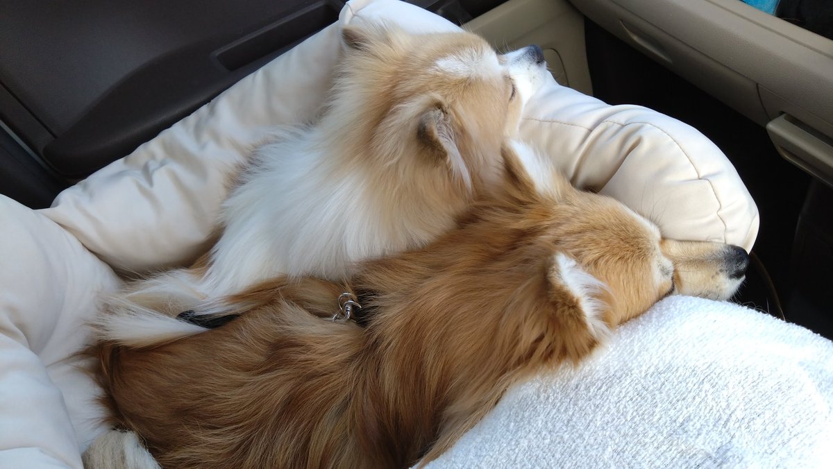 souchan_pome's tweet image. お疲れ様です😪💤💤

#犬 #dog #ポメラニアン