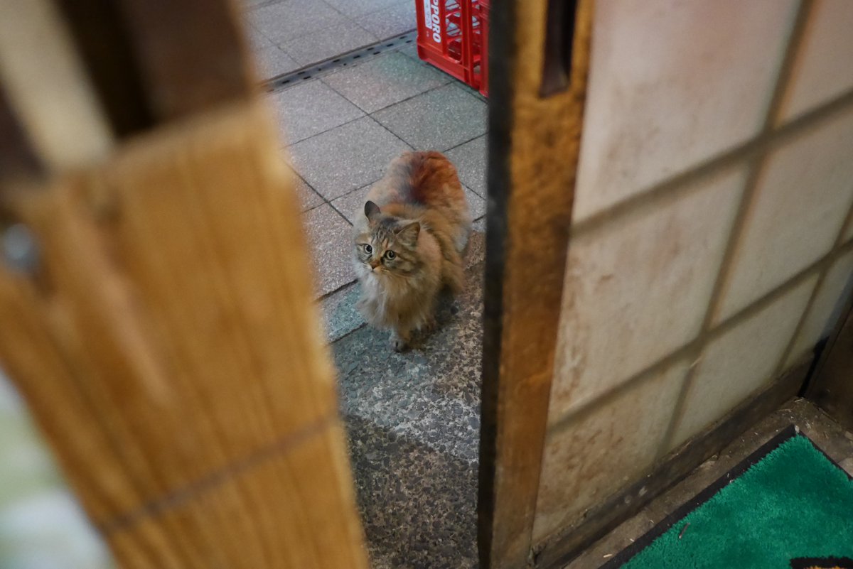 okattj's tweet photo. #猫ちゃん https://t.co/JBCWyBK3Cd