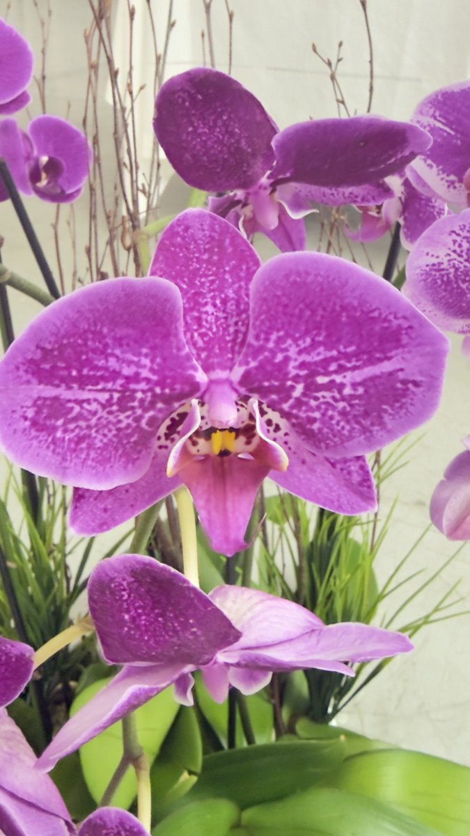 epintadorm's tweet image. Beautiful orchids today. #mymorning #goodday #grateful #nature #flowers #orchids #mypics