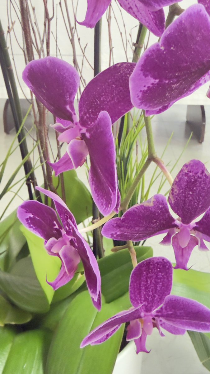 epintadorm's tweet image. Beautiful orchids today. #mymorning #goodday #grateful #nature #flowers #orchids #mypics