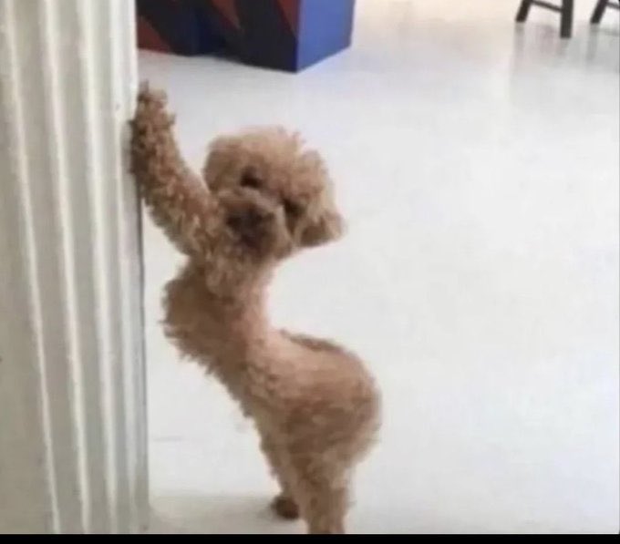 Slim girls whenever they see mirror 😹