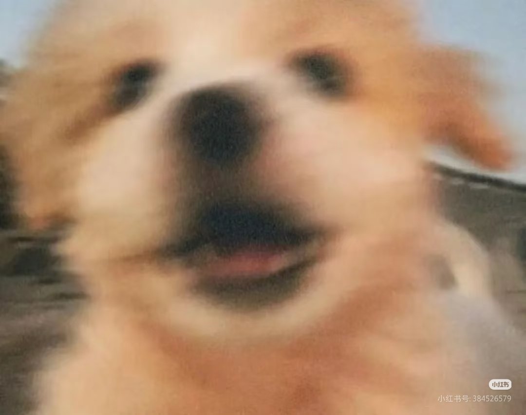 AURORA59651681's tweet photo. 东海不是小狗🐕还有谁能是小狗呀🥺 https://t.co/Fu7OM24x0b