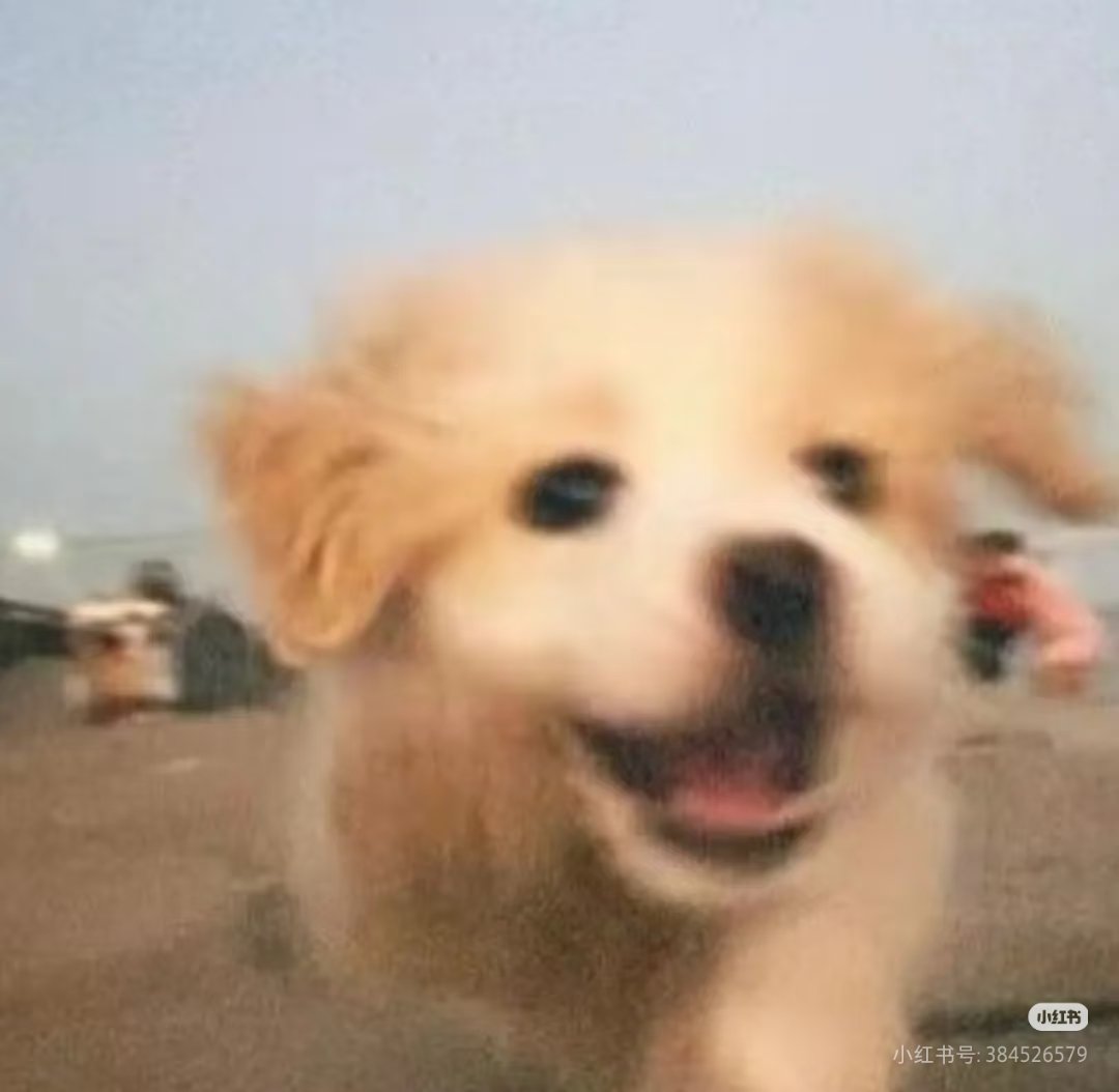 AURORA59651681's tweet photo. 东海不是小狗🐕还有谁能是小狗呀🥺 https://t.co/Fu7OM24x0b