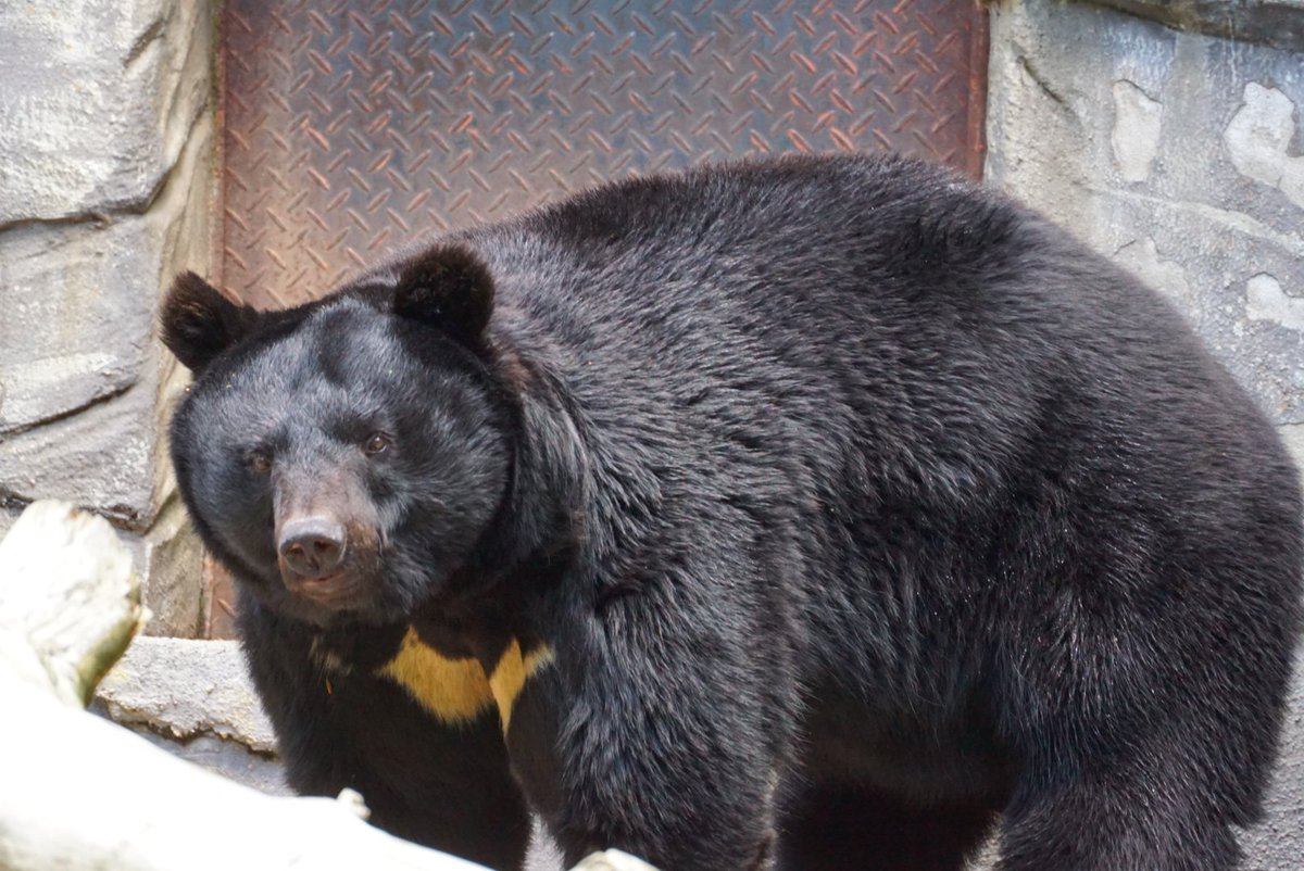 クマネチ
#ツキノワグマ
#熊
#クマ