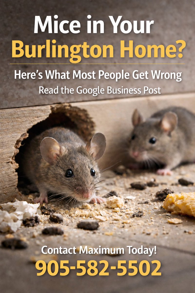 Maximum Pest Control Services tweet media