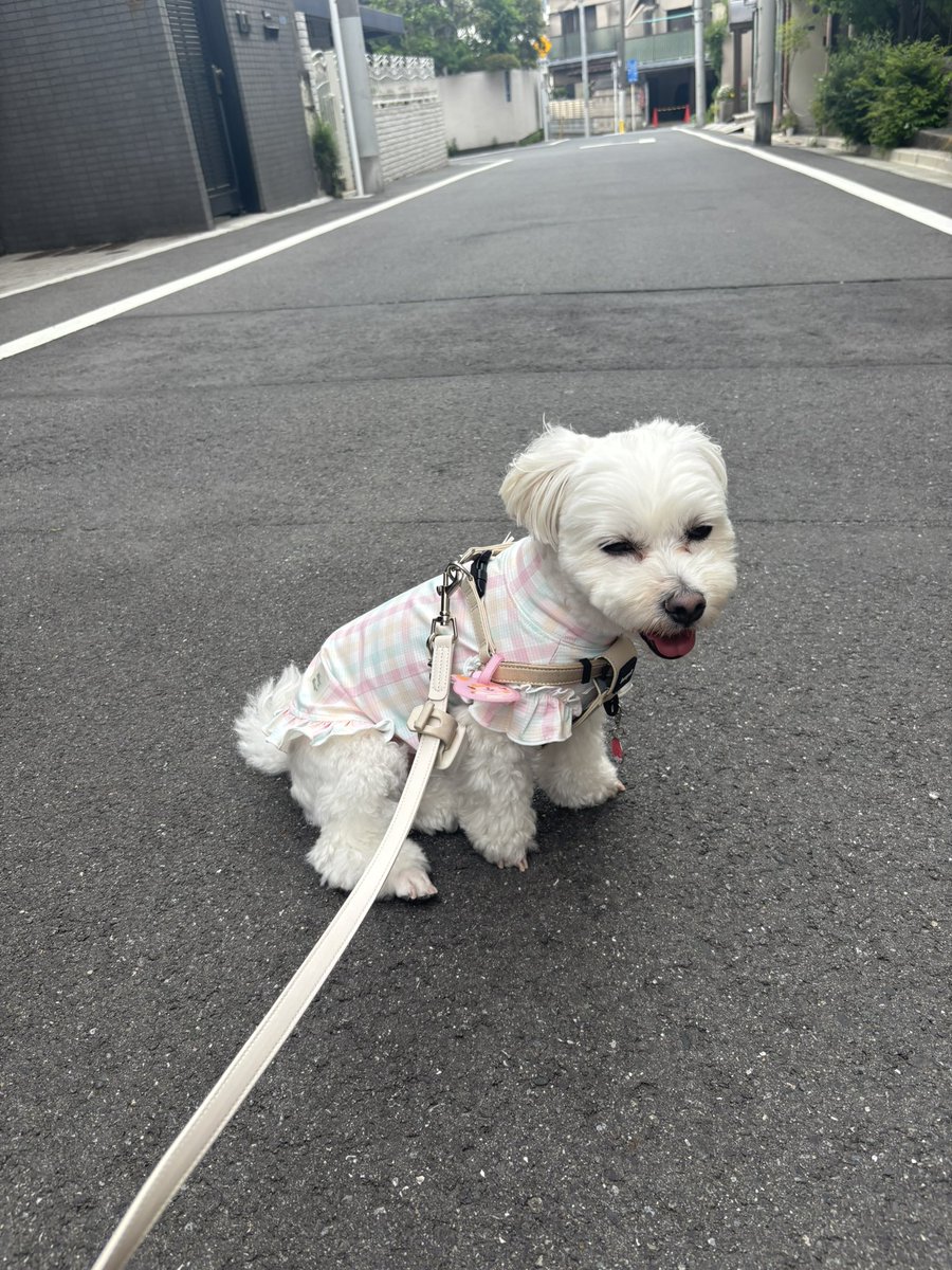 yumechan-mama tweet media