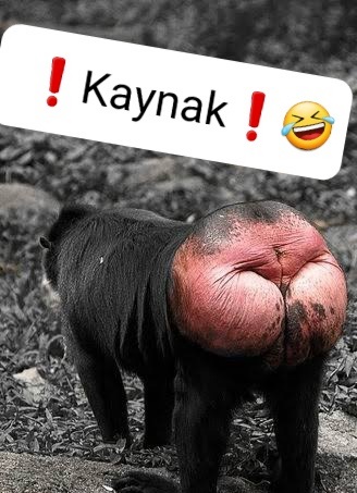 Özgür tweet media