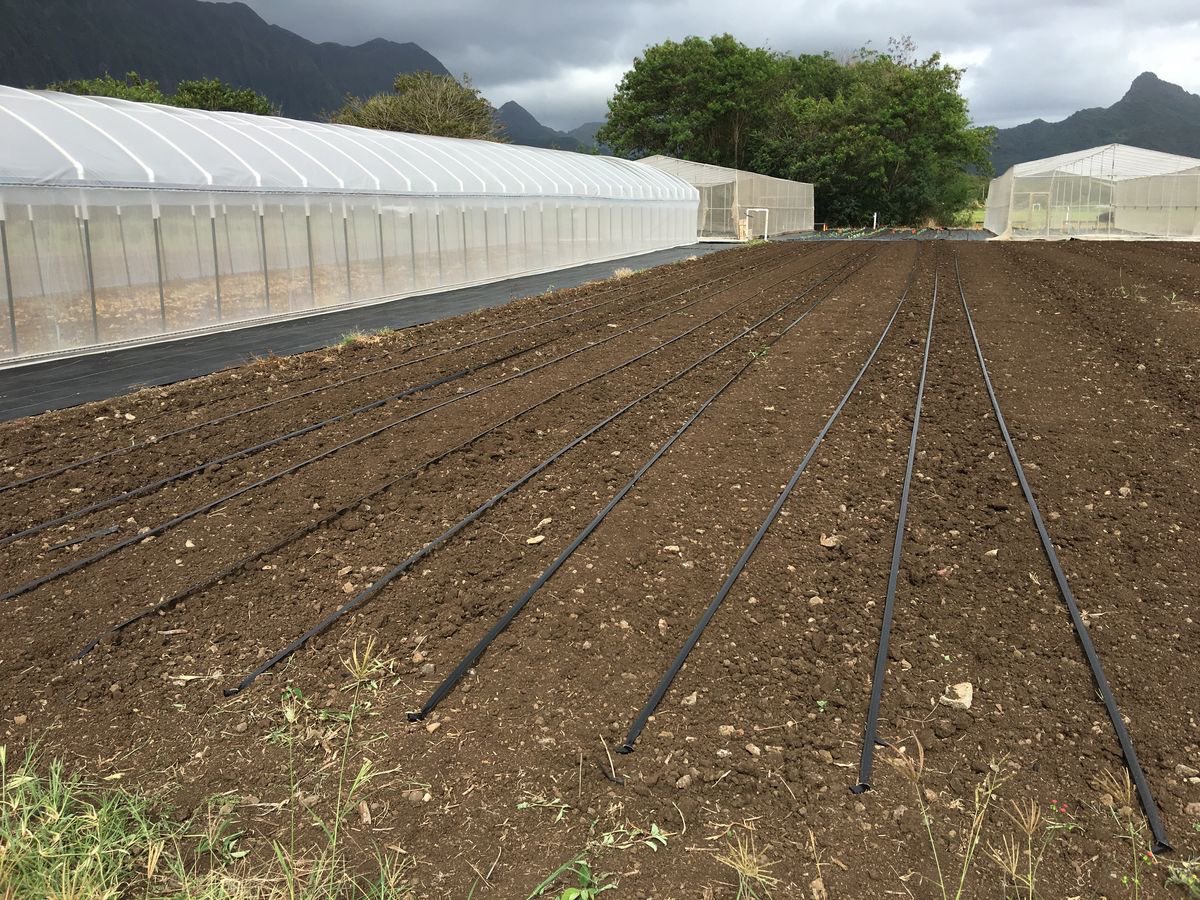 AGRONOMME 🇷🇼 tweet media