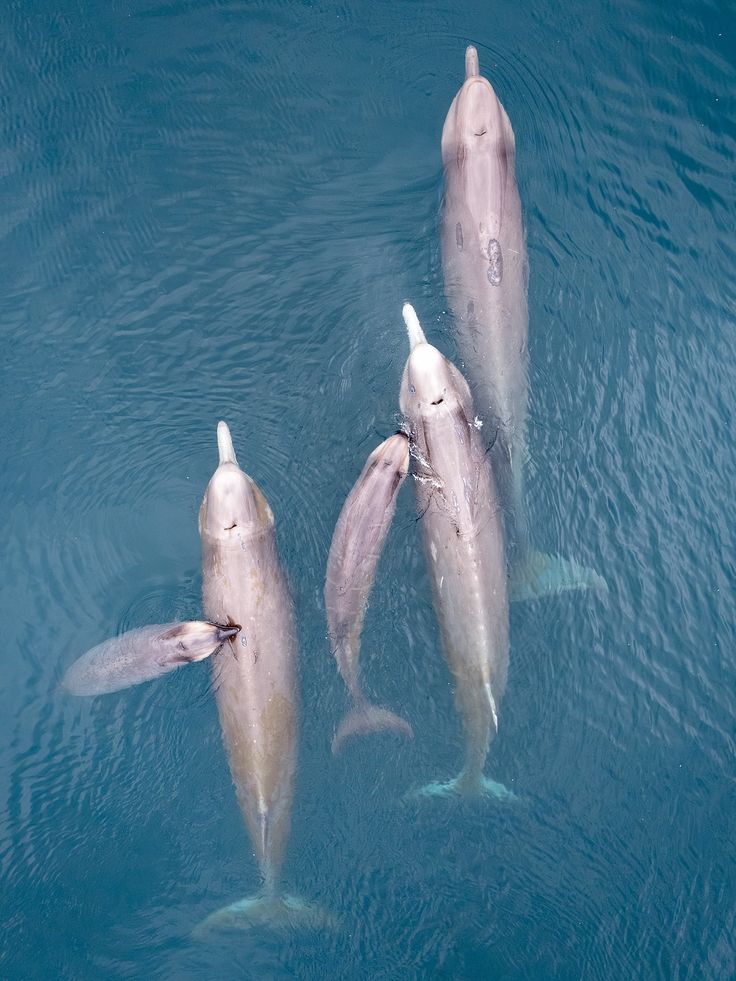 Oceaiii🐋🐬 tweet media