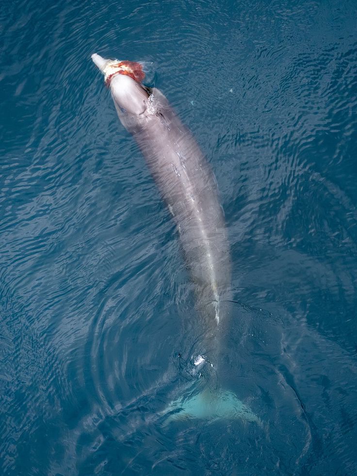 Oceaiii🐋🐬 tweet media