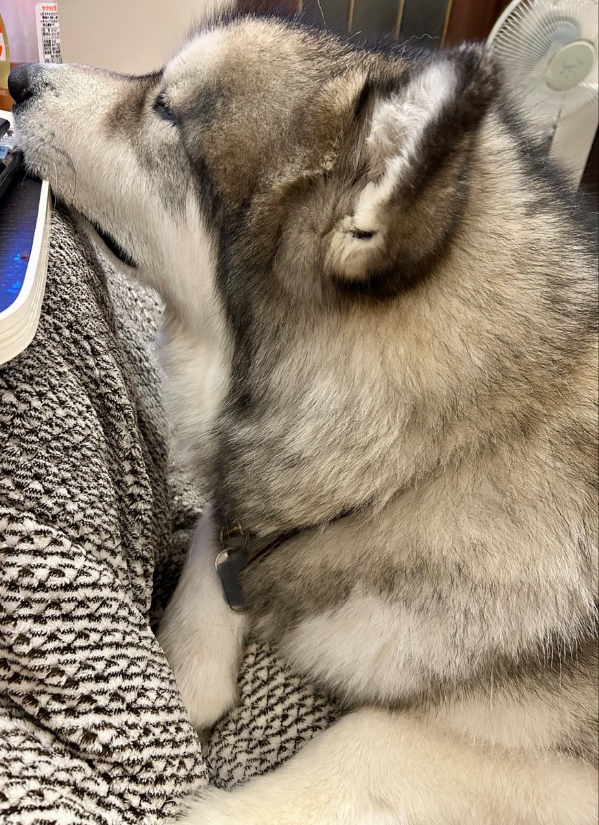 アラスカンマラミュートのアル🧸 tweet media