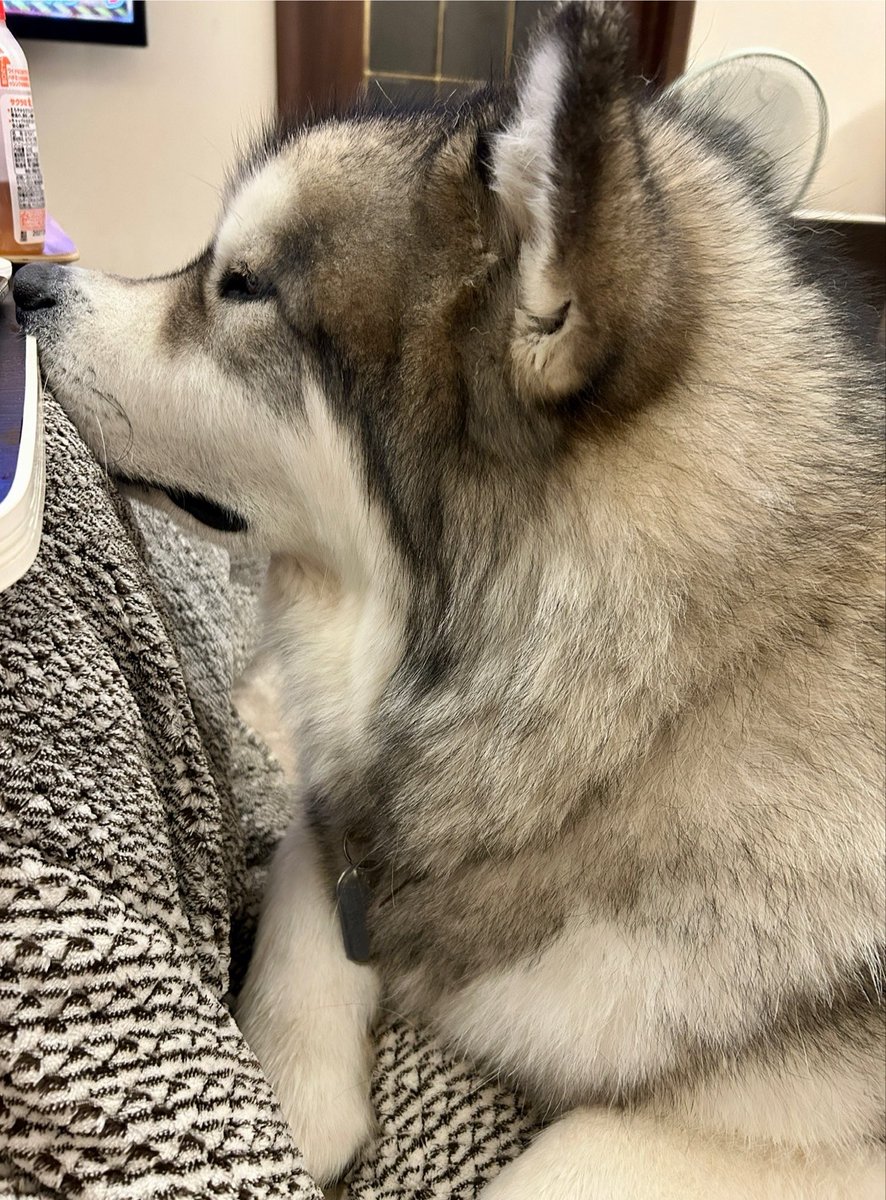 アラスカンマラミュートのアル🧸 tweet media