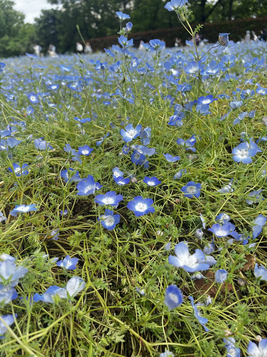 Felicita_radio's tweet image. 今日は、無性に花がみたくなり
植物園に行ったよ🌹

バラやネモフィラが見頃でした
自分を癒す時間は必要ですね

#ネモフィラ