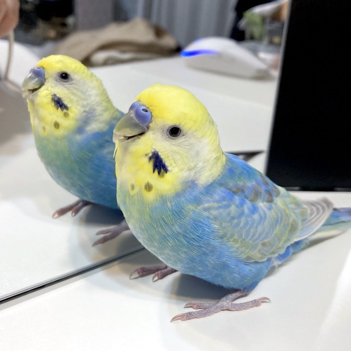ﾄﾘﾁｬﾝｶﾜｲｲﾈｰ!! tweet media