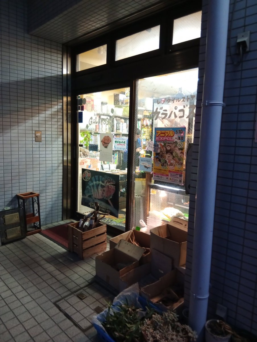 🦍🍶🍺ぺこちゃん𝕏.Japan(怒)！ 🐢🦎🐍🐸🦔🕷🪳 tweet media