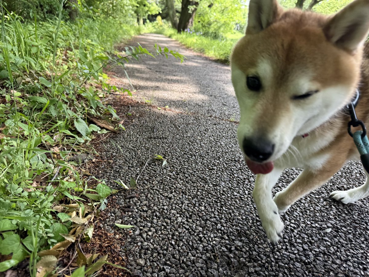 今日はお散歩でゴールデンレトリバーのお友達ができたサイゾウくん