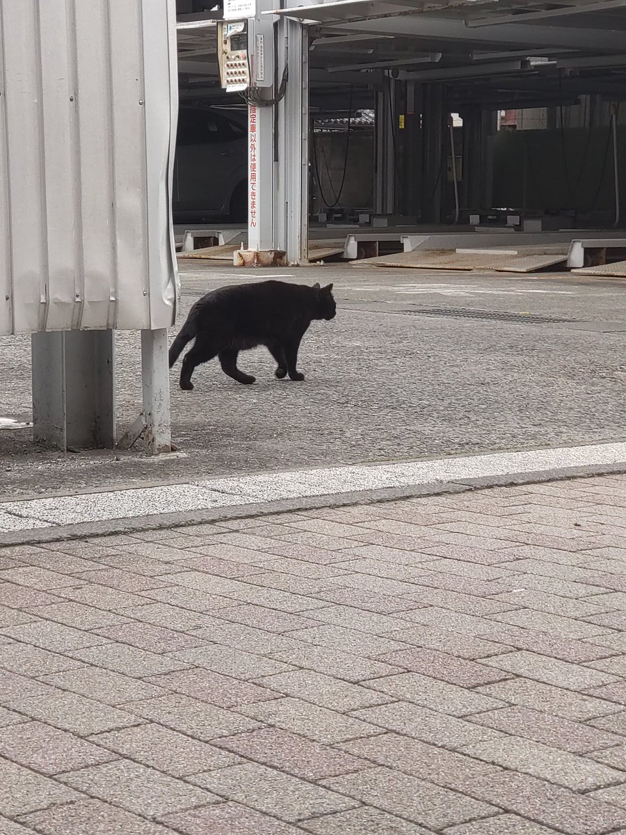 R/Nウスイエンドウ tweet media