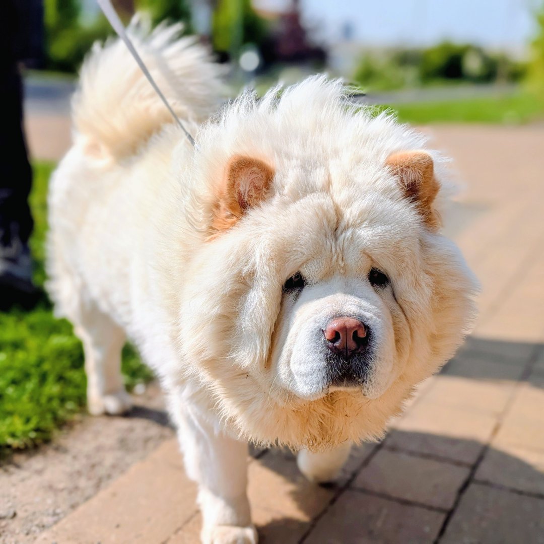 Dogs Trust Cardiff tweet media