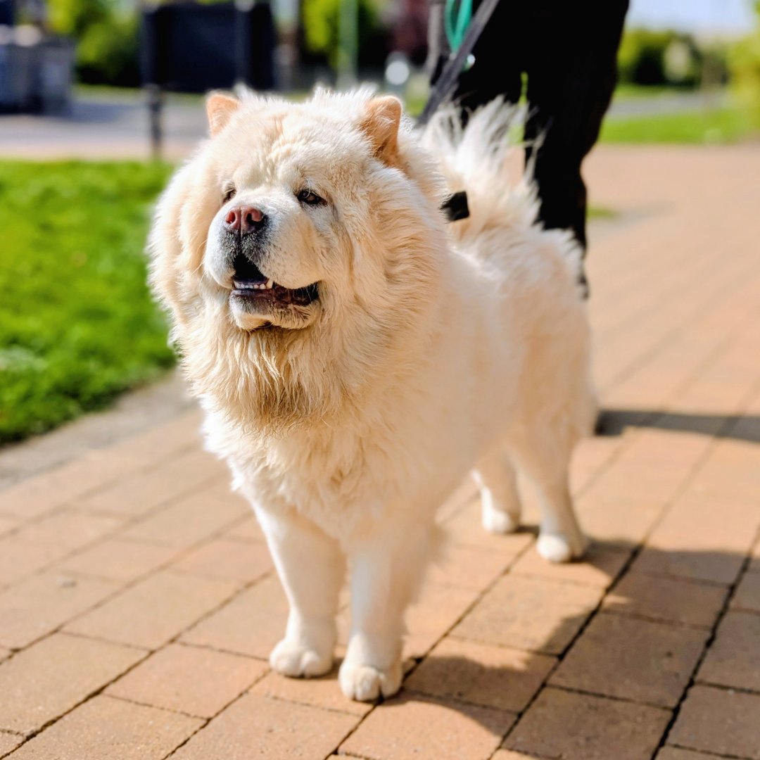 Dogs Trust Cardiff tweet media
