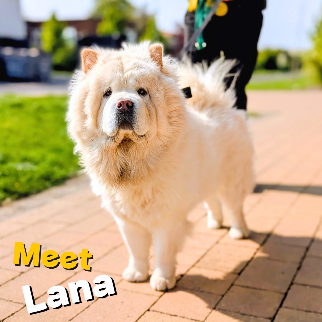 Dogs Trust Cardiff tweet media