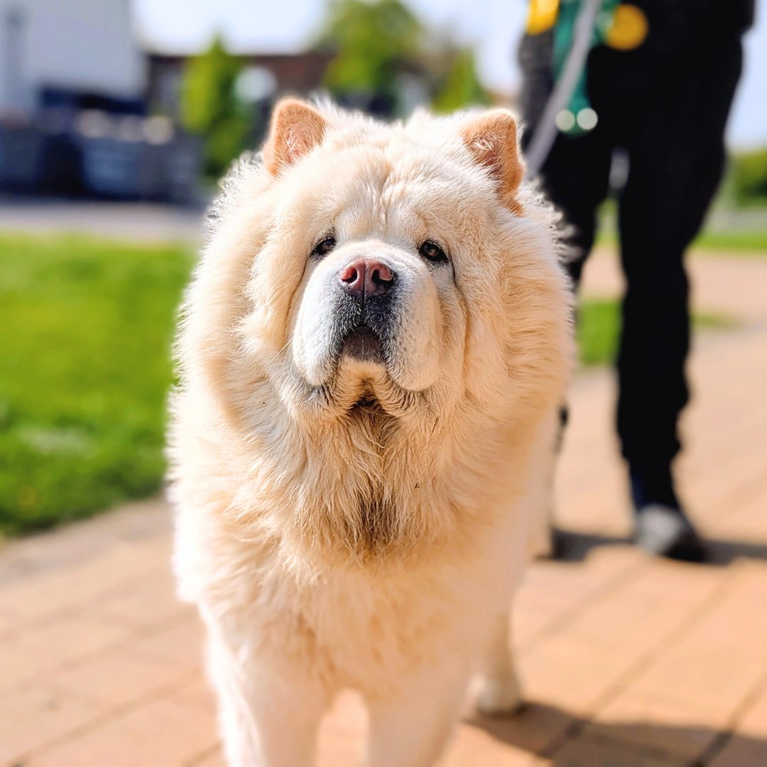 Dogs Trust Cardiff tweet media
