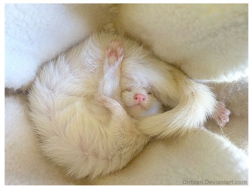 Ferret Every Hour tweet media