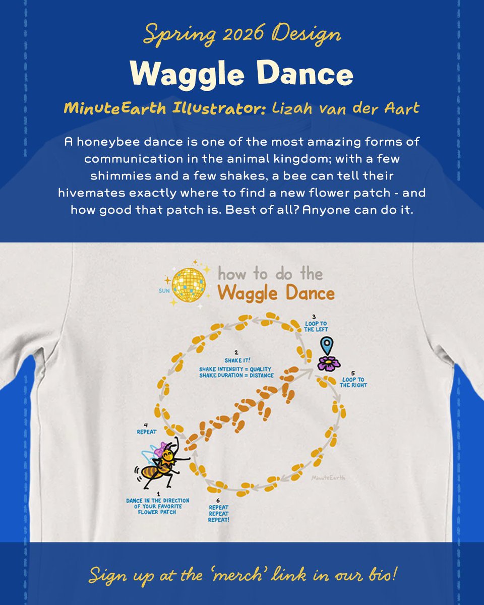 MinuteEarth's tweet photo. This season's Tee club shirt is the Waggle dance!🐝

You are probably not a bee - but don't let that stop you from doing the waggle dance! 
You will receive this shirt if you subscribe to the T-shirt club now - with a new science-shirt every 3 months!

https://t.co/wqL04bOtdT https://t.co/lqISLWIFhK
