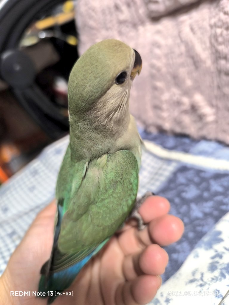 かっくま tweet media