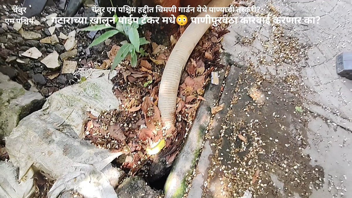 jadhavprevin724's tweet image. एम पश्चिम वॉर्ड हद्दीत चेंबूर चिमणी गार्डन येथे गटाराच्या खालून पाईप लावून टँकर मधे पाणी तस्करी @mybmc @mybmcwaterdepartment @mybmcWardMW @TawdeRitu @AshwiniBhide @abpmajhatv @CMOMaharashtra @mieknathshinde @MTPHereToHelp @pandey_raj63094 @MumbaiPolice चिमणी